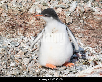Gentoo Pinguin, ein Küken auf dem Boden aufliegt, Cuverville Island in der Antarktis vom 25. Januar 2019 Stockfoto