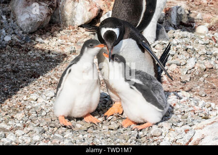 Gentoo Pinguin, Erwachsene mit twinchicks, Cuverville Island in der Antarktis vom 27. Dezember 2018 Stockfoto