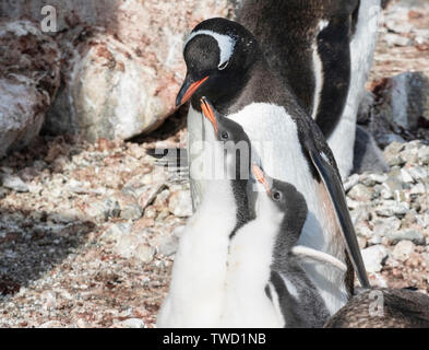 Gentoo Pinguin, Erwachsene mit twinchicks, Cuverville Island in der Antarktis vom 27. Dezember 2018 Stockfoto