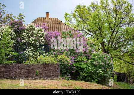 Ansicht der ländlichen Haus mit üppigen lila blühenden um es in der Landschaft Stockfoto