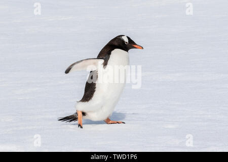 Gentoo Pinguin, Cuverville Island in der Antarktis vom 25. Januar 2019 Stockfoto