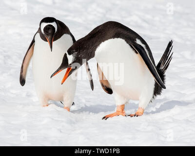 Gentoo Pinguin, Cuverville Island in der Antarktis vom 25. Januar 2019 Stockfoto