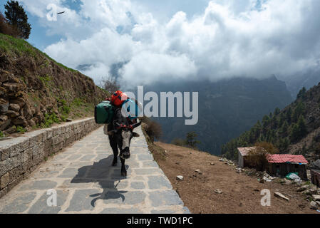 Yak Transport drei große Taschen auf einen Stein Straße inmitten von Bergen in Nepal Himalaya in der Nähe von Namche Bazar Stockfoto