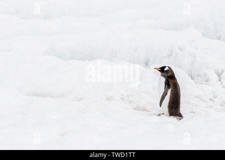 Gentoo Pinguin (Pyoscelis Papua), Erwachsene stehen auf Eis, Antarktis Stockfoto