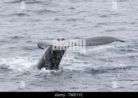 Buckelwale (Megaptera novaeangliae) Erwachsenen Schwimmen im Südlichen Ozean, Antarktis Stockfoto