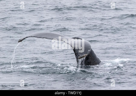 Buckelwale (Megaptera novaeangliae) Erwachsenen Schwimmen im Südlichen Ozean, Antarktis Stockfoto