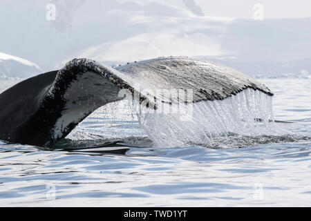 Buckelwale (Megaptera novaeangliae) Erwachsenen Schwimmen im Südlichen Ozean, Antarktis Stockfoto
