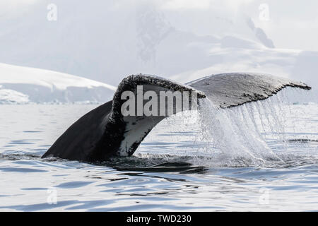 Buckelwale (Megaptera novaeangliae) Erwachsenen Schwimmen im Südlichen Ozean, Antarktis Stockfoto