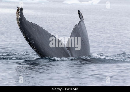 Buckelwale (Megaptera novaeangliae) Erwachsenen Schwimmen im Südlichen Ozean, Antarktis Stockfoto