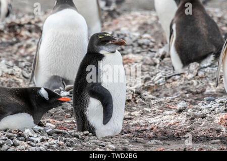 Makkaroni Pinguin, unreifen Vogel am Boden steht, Aitcho Island in der Antarktis vom 27. Dezember 2018 Stockfoto