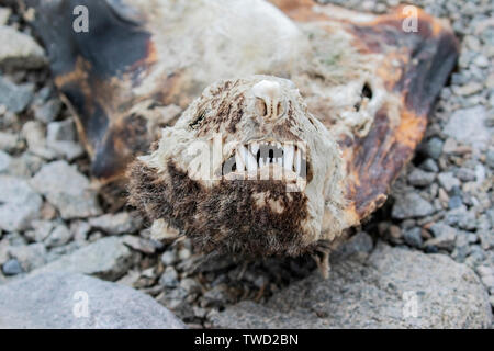 Mumifizierte krabbenesser Karkasse liegen am Strand, Red Rock Ridge, Antarktis vom 22. Januar 2019 Stockfoto