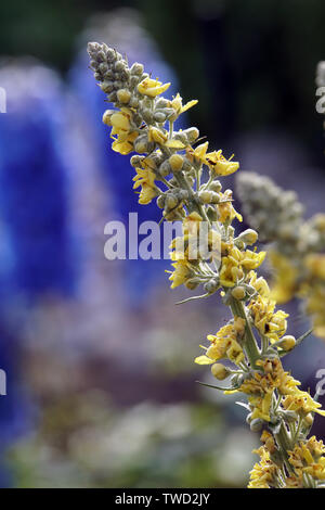 Pracht - Königskerze (molène speciosum), Syn. Molène coeruleum, Molène hyoserifolium, Molène hyoseridifolium, Molène Honeysuckle, Verb Stockfoto