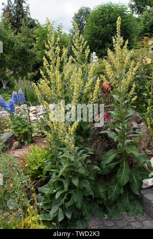 Pracht - Königskerze (molène speciosum), Syn. Molène coeruleum, Molène hyoserifolium, Molène hyoseridifolium, Molène Honeysuckle, Verb Stockfoto