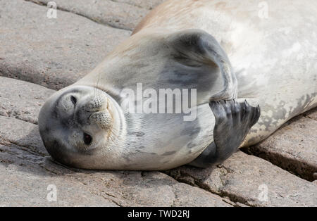 Weddell Dichtung, Erwachsene schlafen auf dem Boden, Cuverville Insel, Antarktis, 25. Dezember 2018 Stockfoto