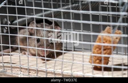 Kleine lebendig graue Maus in der Mausefalle closeup Stockfoto