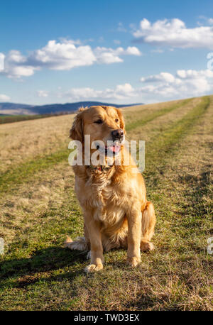 Goldener Retriever auf der Wiese Stockfoto