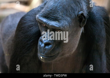 Große schwarze Gorilla portrait Detailansicht Stockfoto