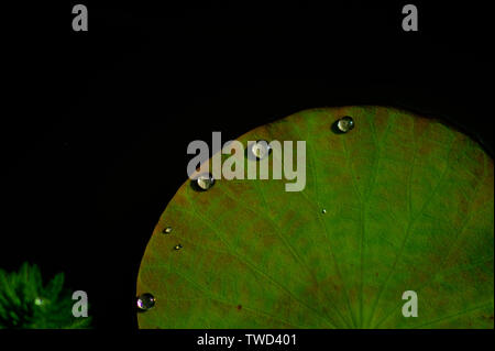 Perlen von Wasser auf lotusblättern Stockfoto