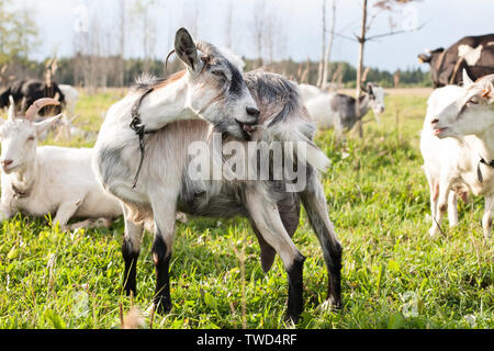 Graue Ziege stehend auf der Weide outdoor Hintergrund in voller Größe anzeigen Stockfoto