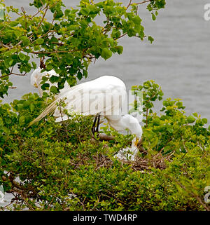 Große (häufig) Egret füttert ihr Küken in einem geschützten Audubon rookery, Smith Eichen Vogelschutzgebiet, High Island, Texas. Stockfoto