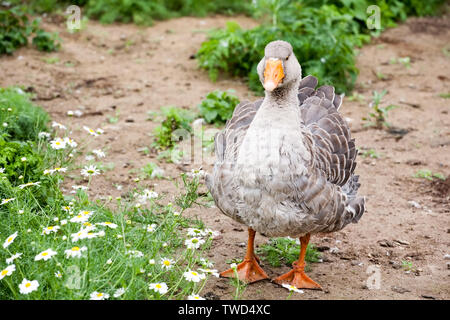 Grau fat Goose voller Größe Detailansicht auf Sommer grün Hintergrund Stockfoto