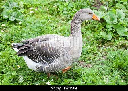 Grau fat Goose full-size closeup Seitenansicht Wandern auf im Sommer grün Hintergrund Stockfoto
