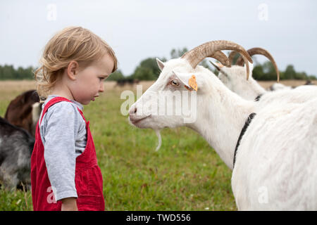 Kleine Zicklein mit weiße Ziege stehend vor der jeweils anderen Stockfoto