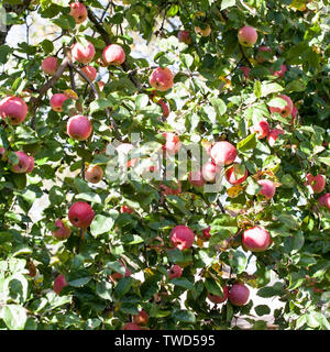 Große rote Äpfel auf der Orchard Zweige Stockfoto