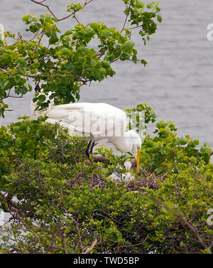 Ein großer (häufig) Egret Ansätze ihre Küken in einer geschützten natürlichen Rookery, Smith Eichen Vogelschutzgebiet, High Island, Texas. Stockfoto