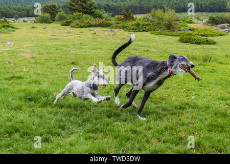 Ein Greyhound läuft mit einem Stock von einem Schnauzer durch eine grüne Wiese verfolgt Stockfoto