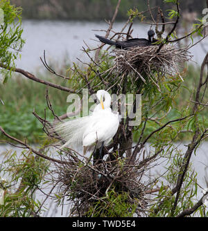 Große (häufig) Egret Pflege in seinem Nest am Smith Eichen Vogelschutzgebiet Rookery, hohe Insel, Texas. Stockfoto