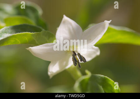 Nahaufnahme einer weiße Blüte einer Pflanze, die Chili peppers, Capsicum (Chili oder Pfeffer) Stockfoto