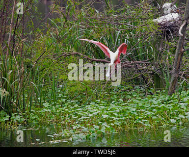 Eine hungrige Rosalöffler spots Beute in der Vegetation in der Umgebung des geschützten Rookery an Smith Eichen Vogelschutzgebiet, High Island, Texas. Stockfoto