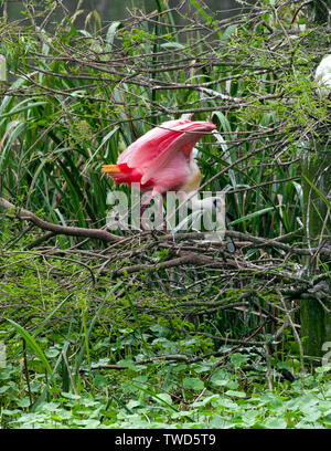 Landung zeigt aus der glänzende Färbung der Rosalöffler, Rookery, Smith Eichen Vogelschutzgebiet, High Island, Texas. Hinweis Die rosa orange Schwanz Stockfoto