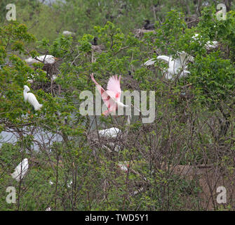 Rosalöffler auf dem Flügel bei Smith Eichen Vogelschutzgebiet, High Island, Texas. umliegenden nistenden Vögel gehören Große (Common, Weiß) Reiher und Neo Stockfoto