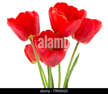 Schöne geöffnet Rote Tulpen auf weißem Hintergrund Stockfoto