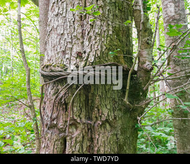 Das Bügeleisen Seil ist rund um die große Eiche Baum gebunden. Stockfoto