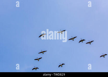 Gänse scharen flying south Winter kommenden Stockfoto