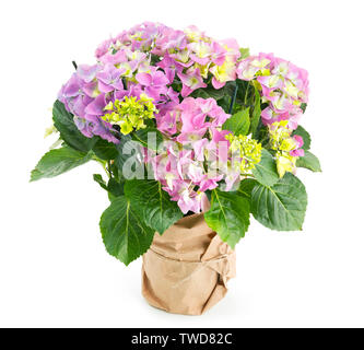 Schöne rosa Hortensie Blumen in einem Topf Stockfoto