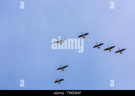 Gänse scharen flying south Winter kommenden Stockfoto