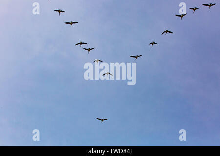 Gänse scharen flying south Winter kommenden Stockfoto