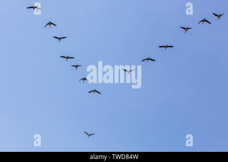 Gänse scharen flying south Winter kommenden Stockfoto