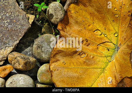 Schmetterling Fincas, Fort Myers, Florida, United States, abstrakte farbenfrohe Blatt mit Wassertropfen und dekorative Steine in den Teich Wasserspiel Stockfoto