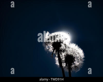 Löwenzahn im Frühling Stockfoto