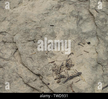 Teil des alten Ammonit fossil auf dem steinernen Boden. Stockfoto