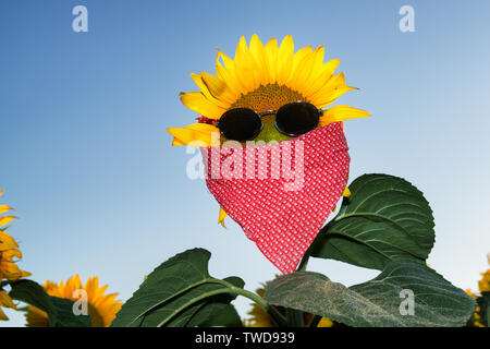 Lustige Sonnenblumen in Halstuch und Sonnenbrille gekleidet. Ferien Konzept. Stockfoto