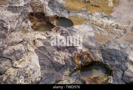 Küsten nassen Stein Oberfläche mit Löchern. Stockfoto