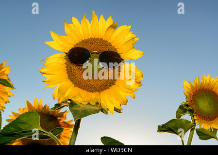 Sonnenblume mit Sonnenbrille, Personifizierung eines touristischen auf Sommerferien Stockfoto