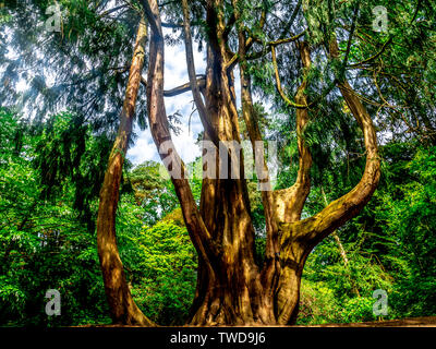 Ungewöhnliche und markante Bäume Stockfoto