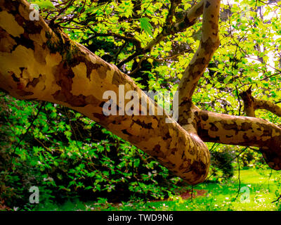 Ungewöhnliche und markante Bäume Stockfoto